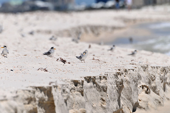 Least Terns