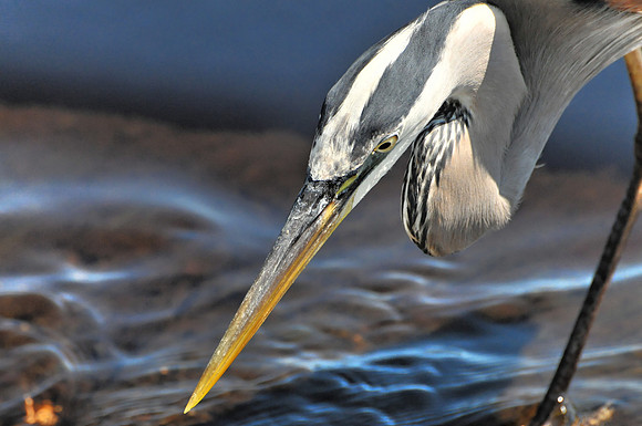 Great Blue Heron Fishing