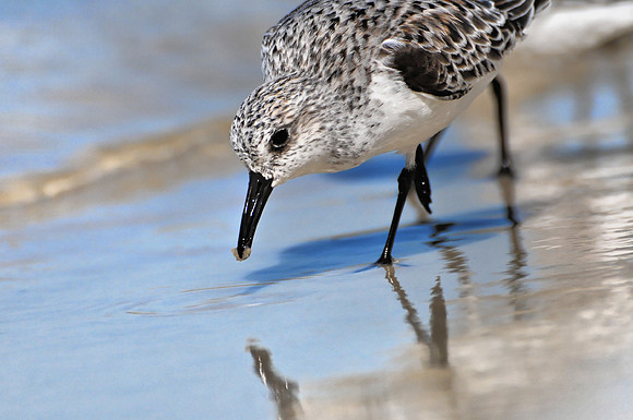 Sanderlings