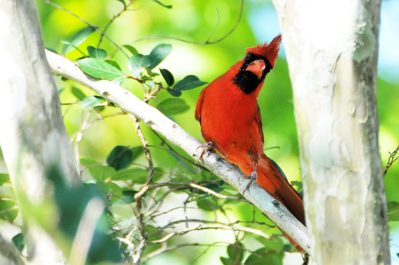 Backyard Birds