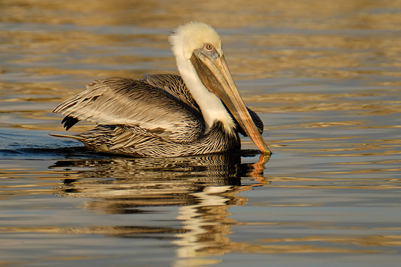 Swimming Brown Pelican on the Causeway