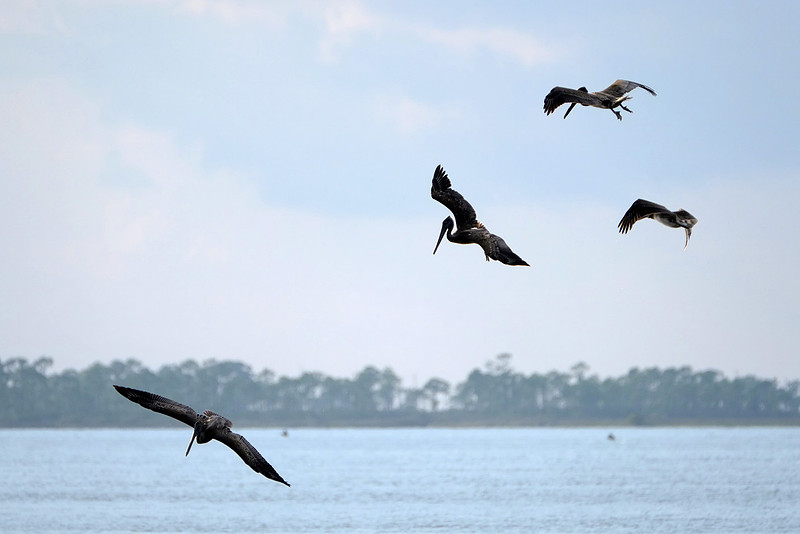 Brown Pelicans in Gulf Shores