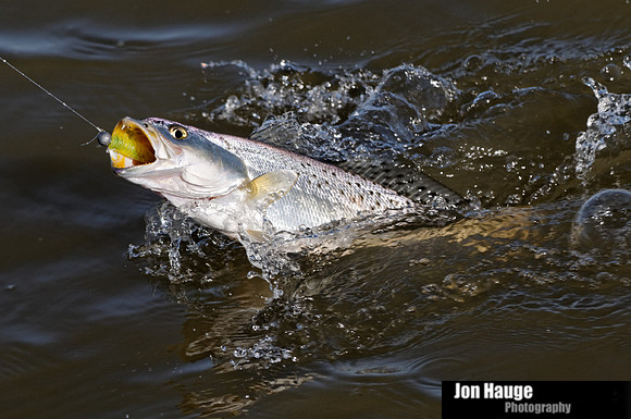 Speckled Trout in Mobile Delta