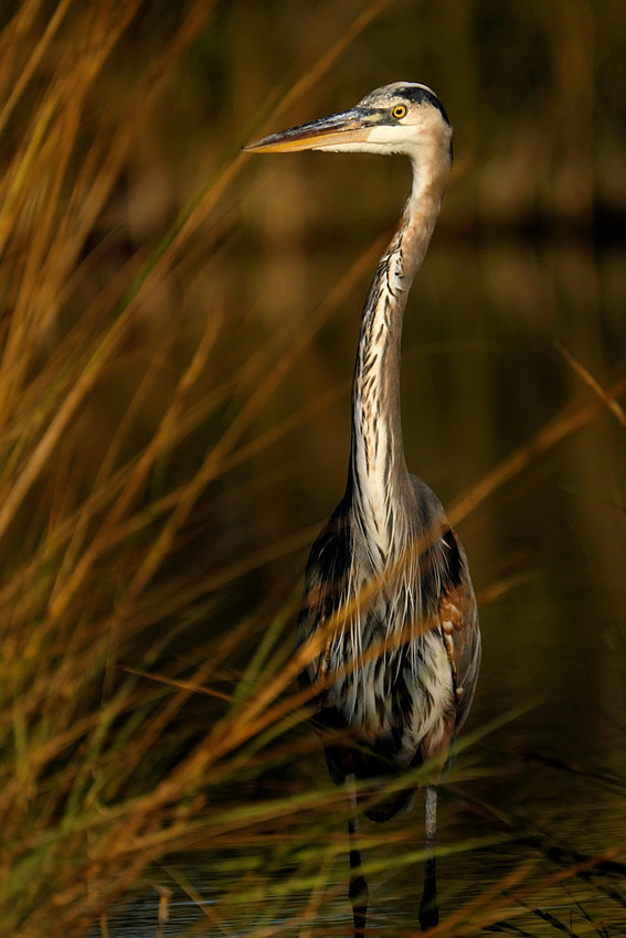 Great Blue Heron