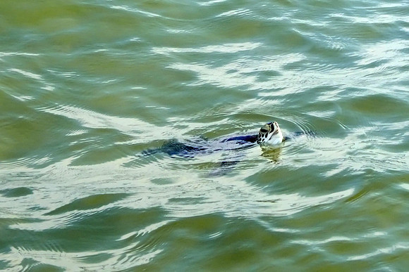 Green Sea Turtle in Gulf Shores