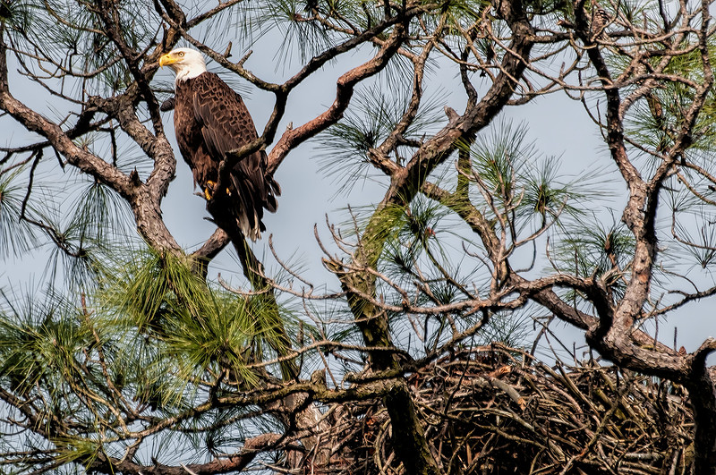 Gulf Shores Bald Eagle