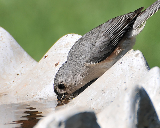 Backyard Birds