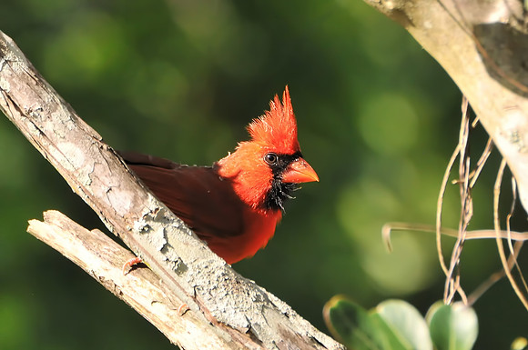 Backyard Birds