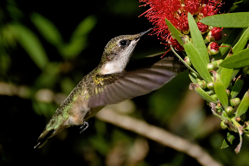 Ruby-throated Hummingbird Photography