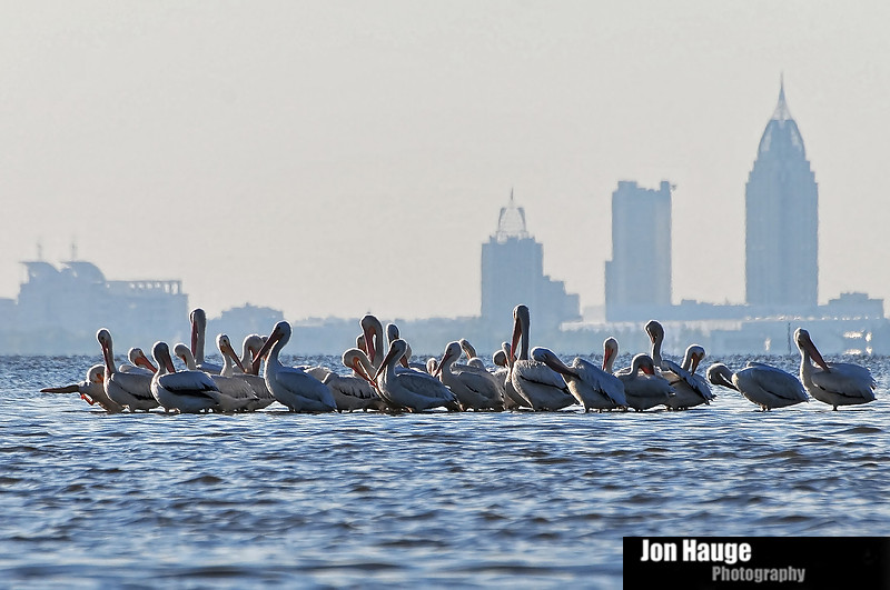 White Pelicans in Mobile Bay