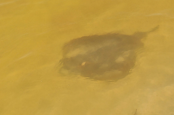 Stingray