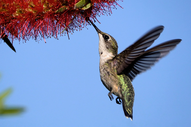 Ruby-throated Hummingbird Photography