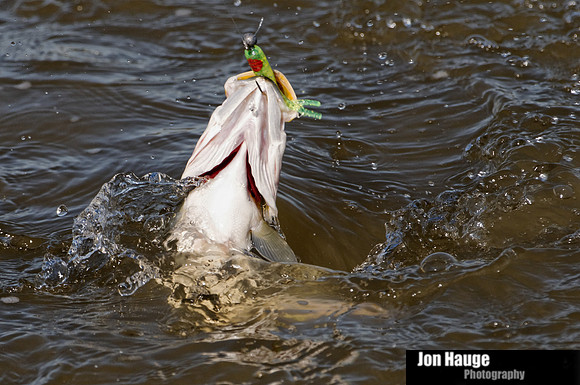 Speckled Trout in Mobile Delta