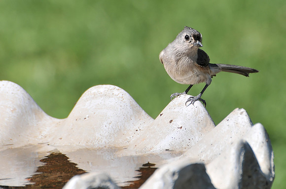 Backyard Birds