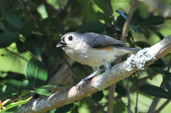 Backyard Birds