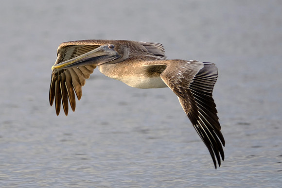 Brown Pelicans in Gulf Shores