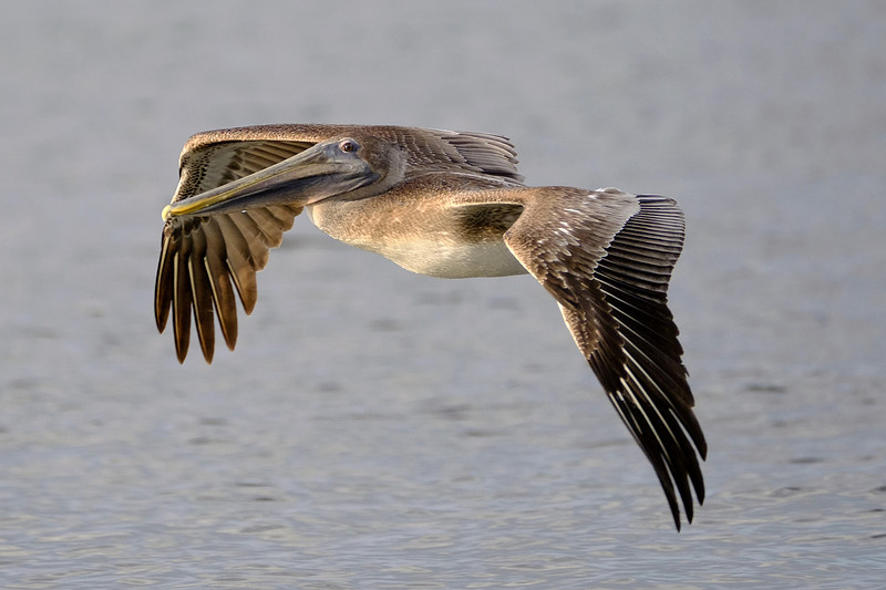 Brown Pelicans in Gulf Shores