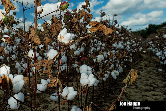 Cotton Field in Robertsdale