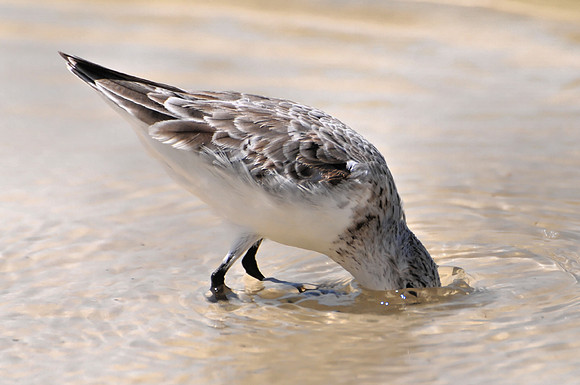 Sanderling