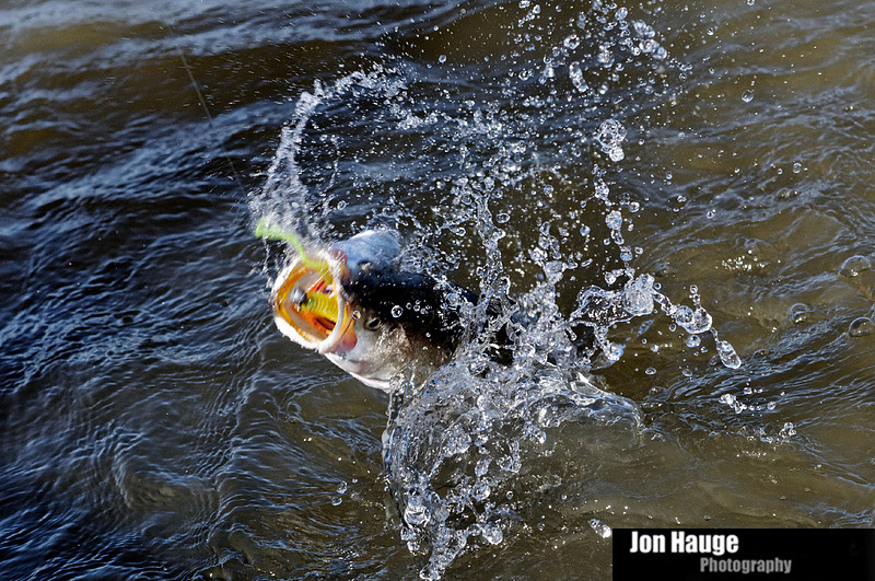 Speckled Trout in Mobile Delta