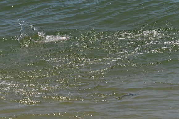 Fish in the Surf