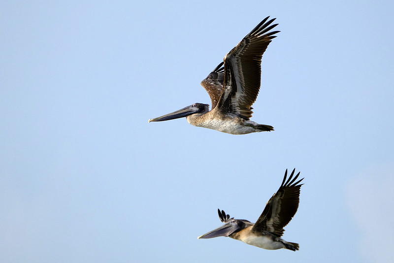 Brown Pelicans in Gulf Shores