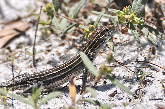 Lizard