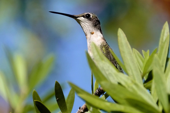 Ruby-throated Hummingbird Photography