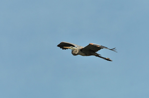 Great Blue Heron in Flight