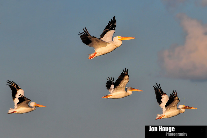 Alabama Gulf Coast Wildlife Photographer