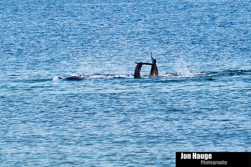 Dolphins in Perdido Key