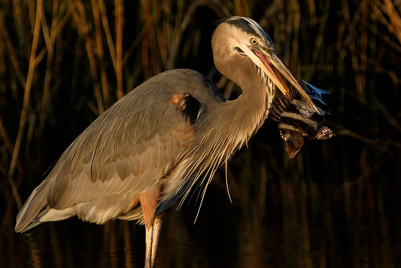 Great Blue Heron in Gulf Shores