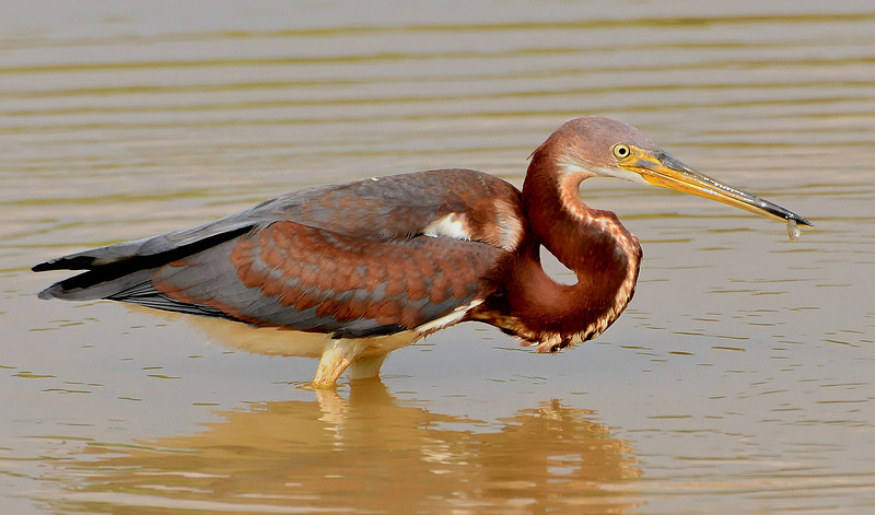 tri-colored heron
