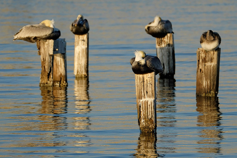Brown Pelican on the Causeway