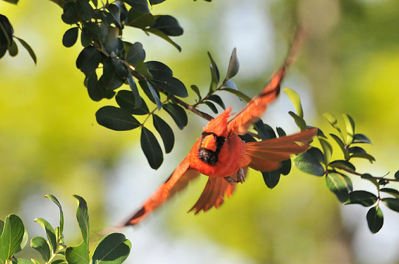 Backyard Birds