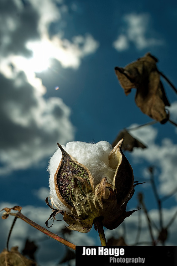 Cotton Field in Robertsdale