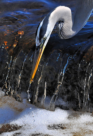 Great Blue Heron Fishing