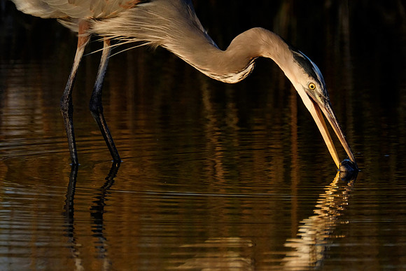 Great Blue Heron Fishing