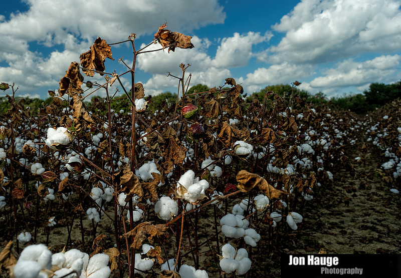 Cotton Field in Robertsdale