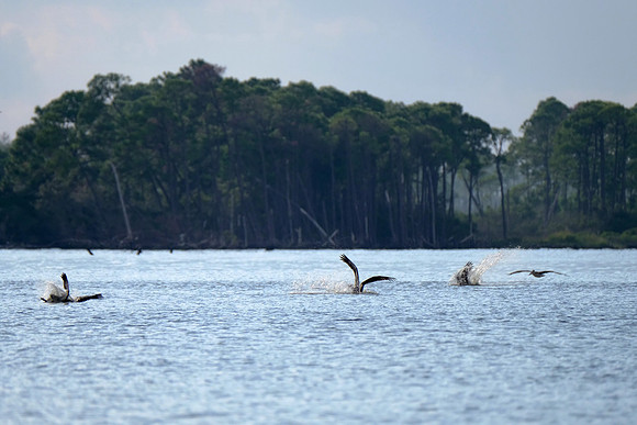 Brown Pelicans in Gulf Shores