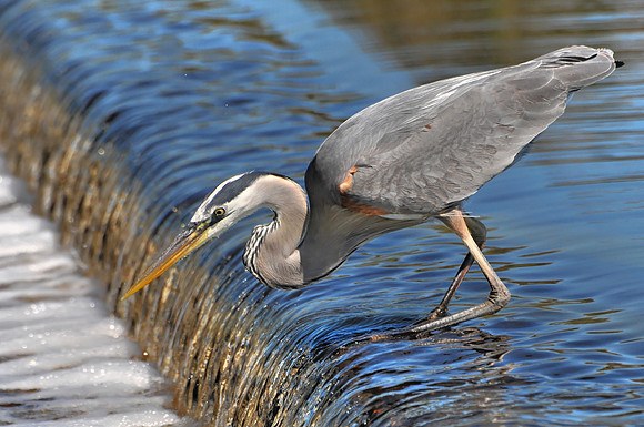Great Blue Heron Fishing