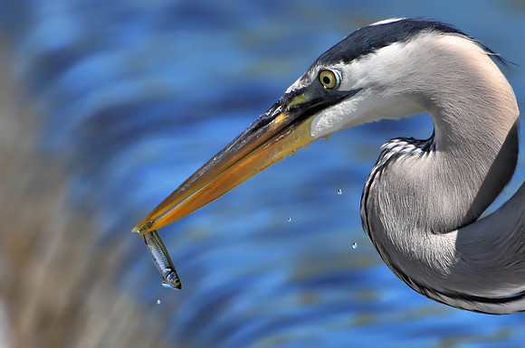 Great Blue Heron Fishing